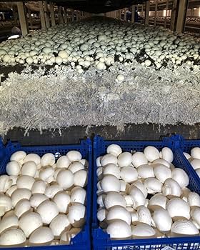 Mushroom Farming Business