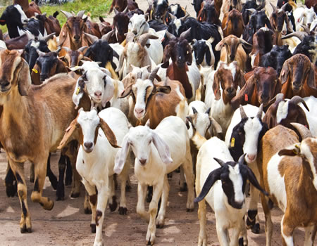 Goat Farming Business