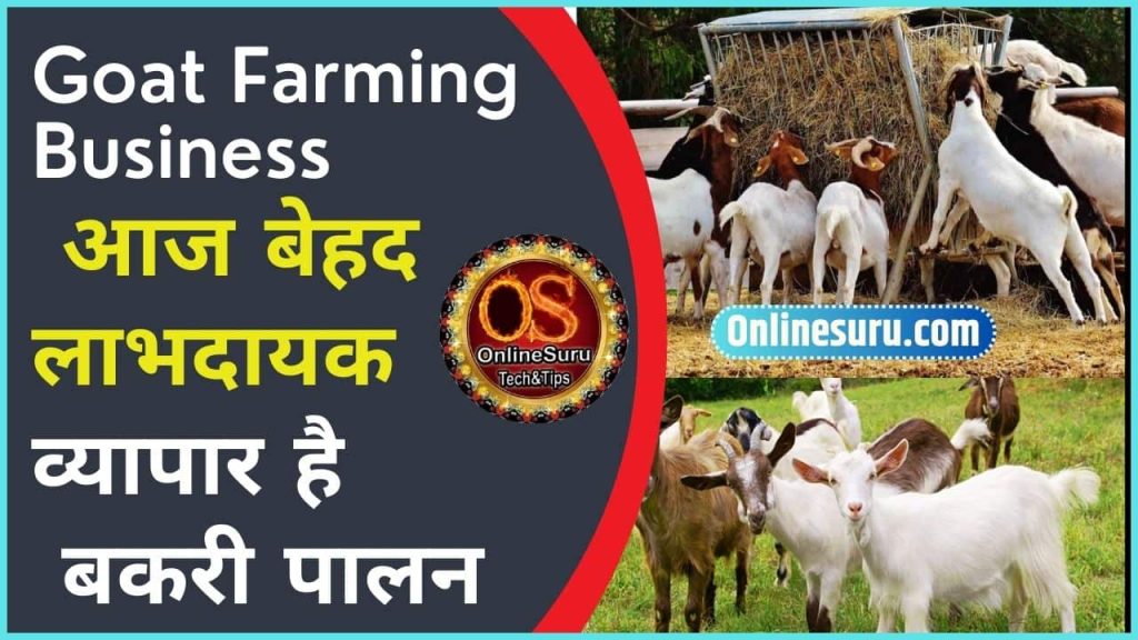 Goat Farming Business