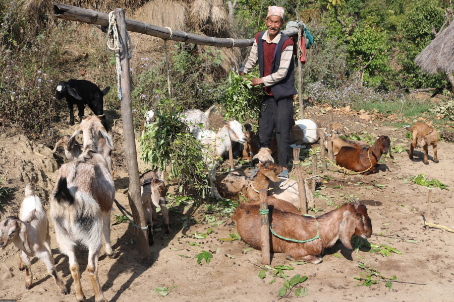 Goat Farming Business