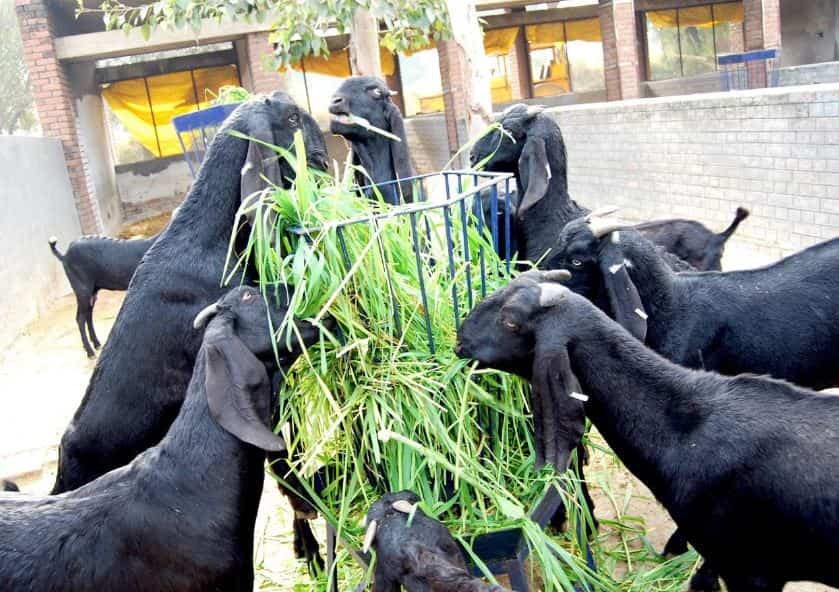 Goat Farming