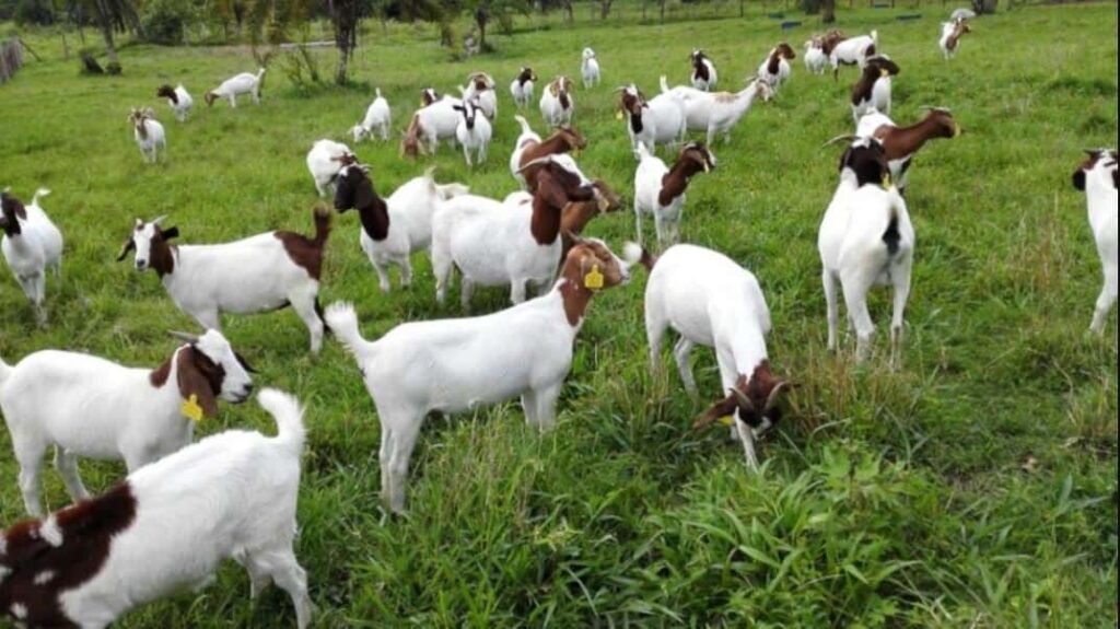 Goat Farming