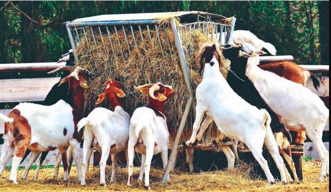 Goat Farming